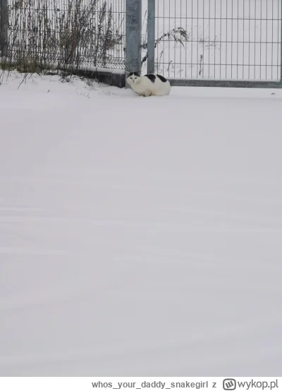 whosyourdaddy_snakegirl - Pssst mordko chcesz saszetkę???


#kot #kitku #koty #pokazk...