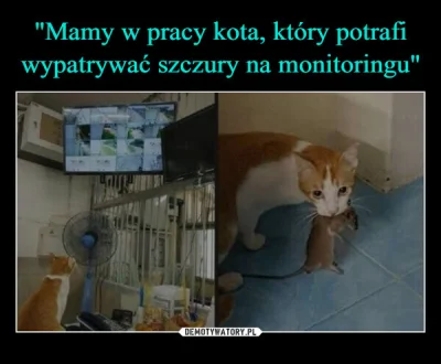 luxkms78 - #szczur #kot #monitoring