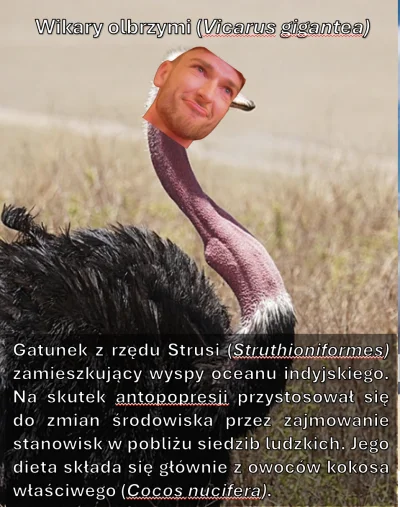 herbata_hibiskusowa - Kradnąc zdjęcie @Null84 i skojarzenie @rycerznakoniu stworzyłam...