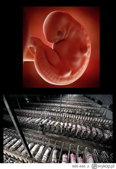 666-666 - #weganizm #aborcja #katolicyzm