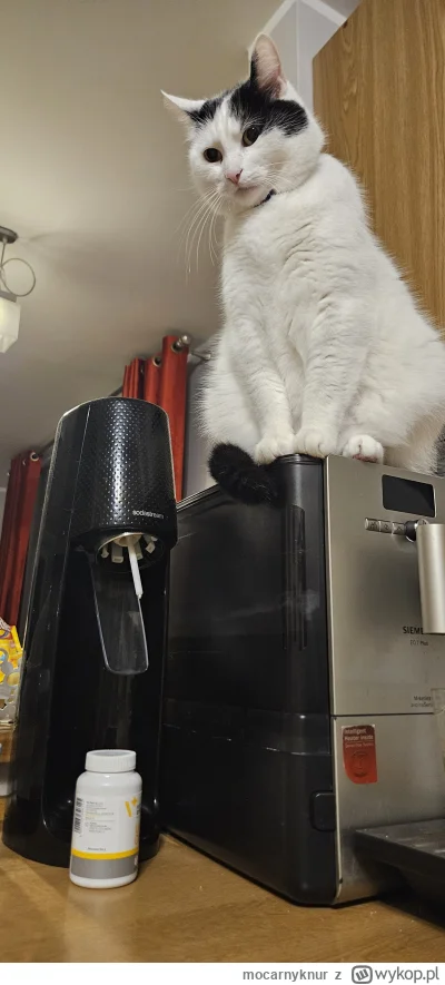 mocarnyknur - #koty #kitku #pokazkota

Jaka kawa wariacie?