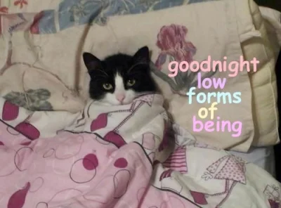 Sandrinia - Idę spać później niż zwykle ( ͡º ͜ʖ͡º) dobranoc
#dobranoc #koty