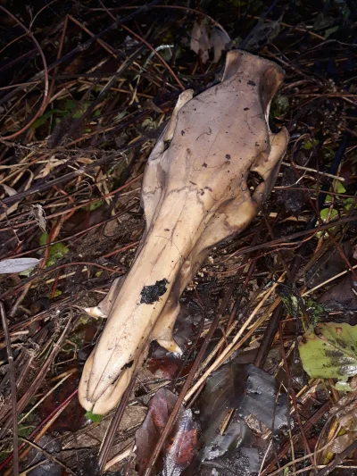 Bagnetemmoimfrancuskim - #przegryw 
Spierdotrip odbyty. Huop typu Predator dołączył d...