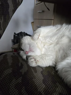 Solsith - @Pete1: potrafią spać po 16 godzin na dobę jak mają dużo ruchu( ͡° ʖ̯ ͡°)