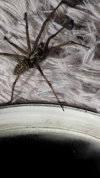 Tozsamosc_prawdziwa - Wiecie jaki on jest szybki, ciekawe na czym się tak utuczył, wi...