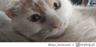 Mega_Smieszek - Przyszła do mnie mrumrunia ᶘᵒᴥᵒᶅ

#koty #pokazkota