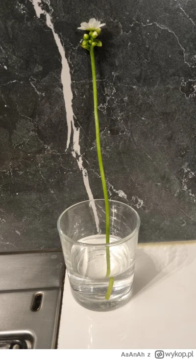 AaAnAh - Zadanie wykonane