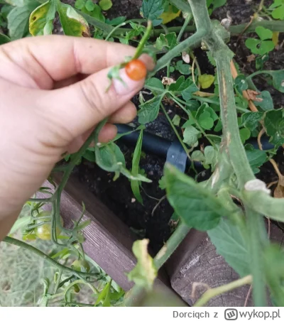 Dorciqch - Panie i Panowie, z dumą przedstawiam mojego pierwszego czerwonego pomidora...