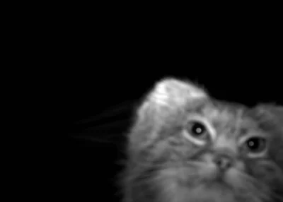 sumeryjskie_summerparty - #manul #ankieta #smiesznykotek