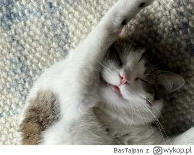 BasTajpan - Dziwne, podobno wampiry nie lubią słońca ( ͡° ͜ʖ ͡°) #pokazkota #kitku #k...