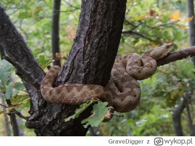 GraveDigger - Najjadowitszy wąż występujący w Europie.
Jego rozmieszczenie obejmuje c...