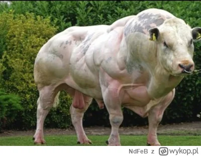 N.....B - @Lewusx: znajdź 3 różnice ( ͡° ͜ʖ ͡°)