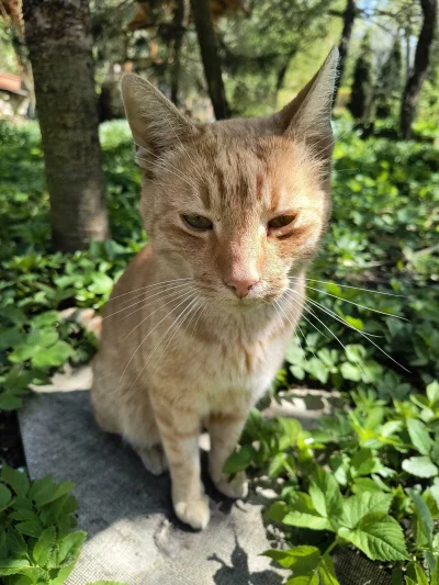 visas - @visas wygląda głupio ale normalnie tak nie wygląda