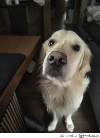 Gieremek - Człowiek, daj smaczka (｡◕‿‿◕｡)
#psiarze #psy #pokazpsa #pies #smiesznypies...