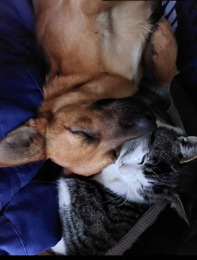 ramotka - @Spyrka: witamy kolejnego członka naszej wielkiej rodziny rudych psów (งⱺ ͟...