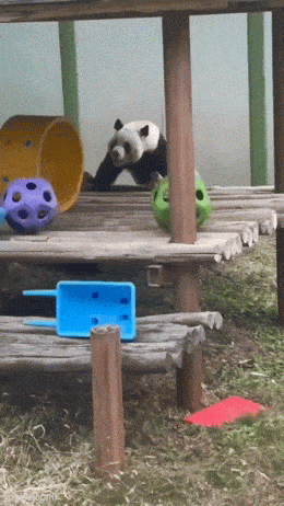 TheKa - @DEMONzSZAFY: Pandy są rozbrajające :D