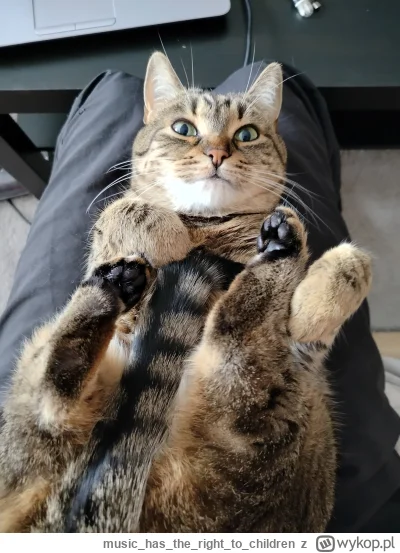 musichastherightto_children - Jeden plus i nafaszeruję tę bambaryłę kocimi kabanosami...