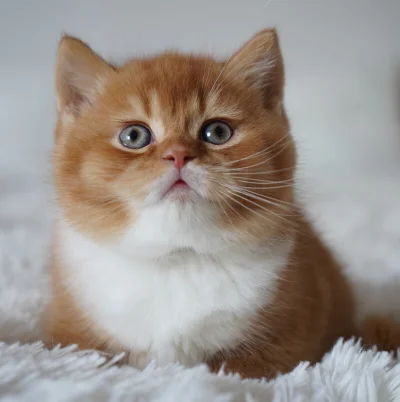 BobrowieckiHuop - #przegryw