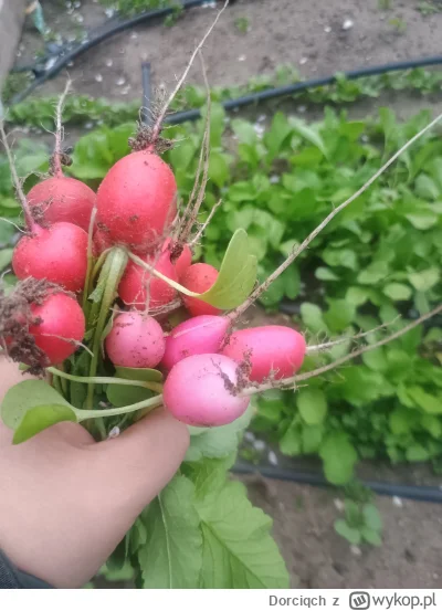 Dorciqch - #ogrodnictwo czas na inspekcję działki po świętach. No i nie zawiodłam się...