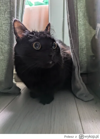 Polasz - #pokazkota 
Ah ta Fela ʕ•ᴥ•ʔ