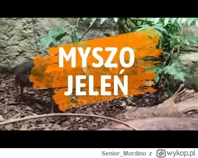 Senior_Mordino - Głos na Kacze Opowieści, jako że to prekursor tej legendy: