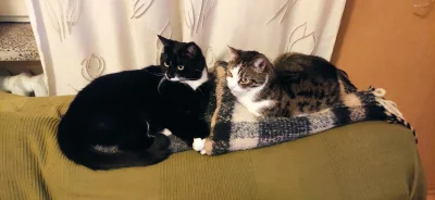 Fishuur - Kocury muszą być

#pokazkota