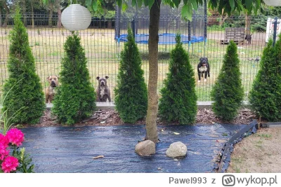 Pawel993 - @Pawel993: przez takie ogrodzenie sie przedostały