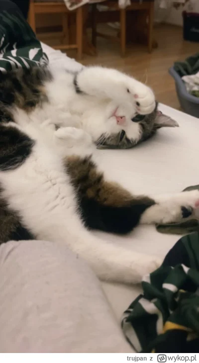 trujpan - #pokazkota #koty
