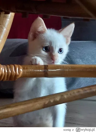 s.....g - zdjęcie mojego aniołka chwilę po uratowaniu z bezdomności w krzakach

#koty...