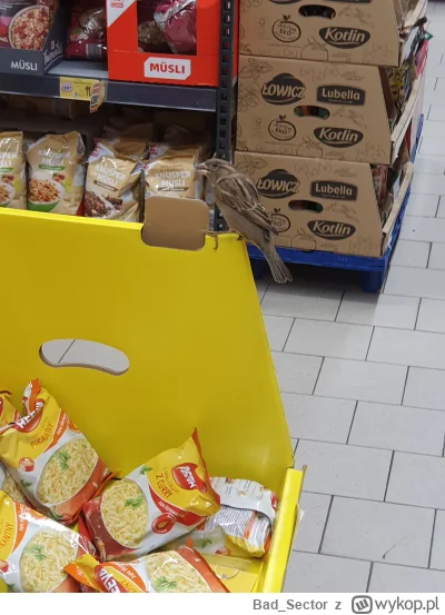 Bad_Sector - Kaufland na Sieradzkiej, wróble się pasą na żywności xd Także jakby ktoś...