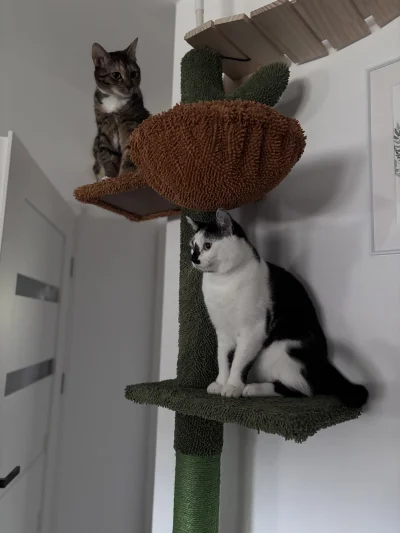 nanobot - #koty Milka i Nija życzą miłego wieczoru