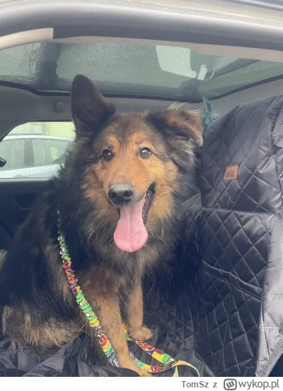 TomSz - Czy świeżo adoptowany pies może plusa?

#schronisko #psy #pies #zwierzeta #po...