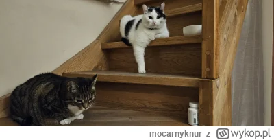 mocarnyknur - #kitku #pokazkota #koty