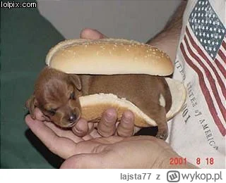 lajsta77 - @Strigon: wole hotdoga