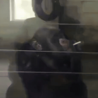 wfyokyga - Monke p--------j se bucha smierdziucha