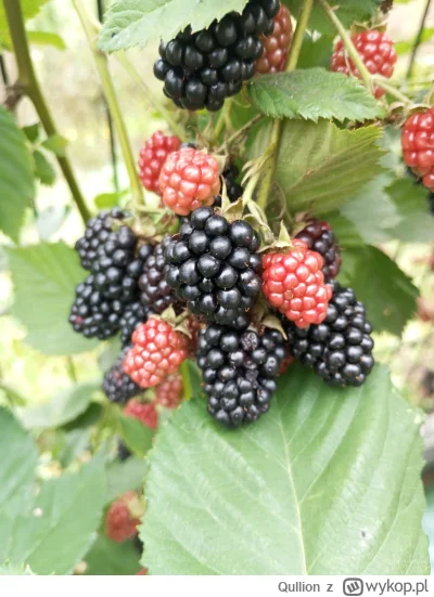 Qullion - @Qullion: jeżyn też całkiem sporo