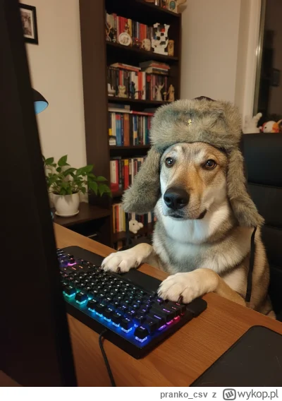 pranko_csv - siedze patrze i nie wieźę. #prankothewolfdog
