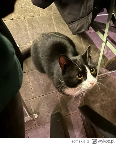 somskia - Przyszedł żulić pitce #koteczkizprzypadku #kitku #gownowpis