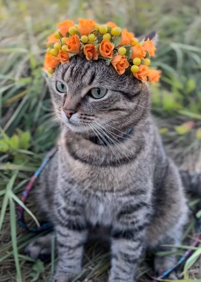 wybryk_natury - #zlodziejskiewybryki #koty