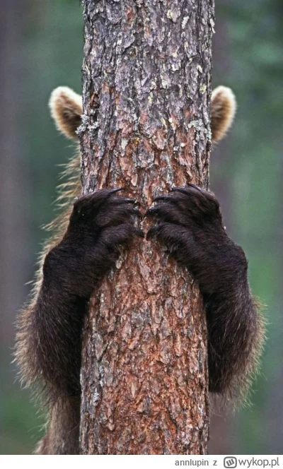 annlupin - nie widać mie