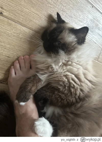 yo_eighth - Nie chce puścić, od dwóch godzin siedzę na kiblu. Przyślijcie pomoc. #kot...