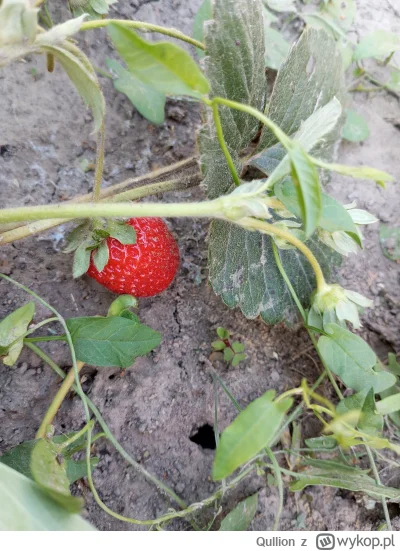 Qullion - Ostatnie trzy sztuki w tym sezonie, jesień idzie. #ogrodnictwo