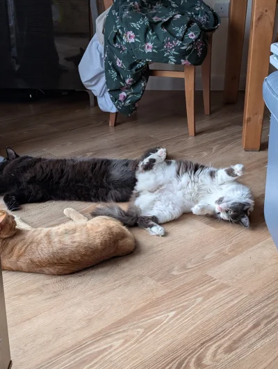 michal1msiekk - #koty
#koteczkizprzypadku
#kot