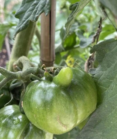 asdfghjkl - hahaha...
SPOILER
#ogrodnictwo #pomidory #belkotuprawia