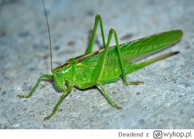 Deadend - Trwoga i popłoch, gdy ten s-----l wpada Ci do chaty wieczorem przy zapalone...