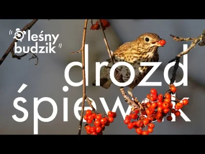 Lifelike - Drozd śpiewak (Turdus philomelos)
Głos
Autor
#photoexplorer #fotografia #o...