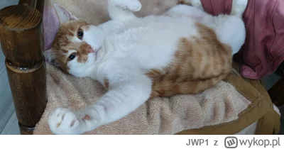 JWP1 - @Hazadeflux: Mam kangura :p