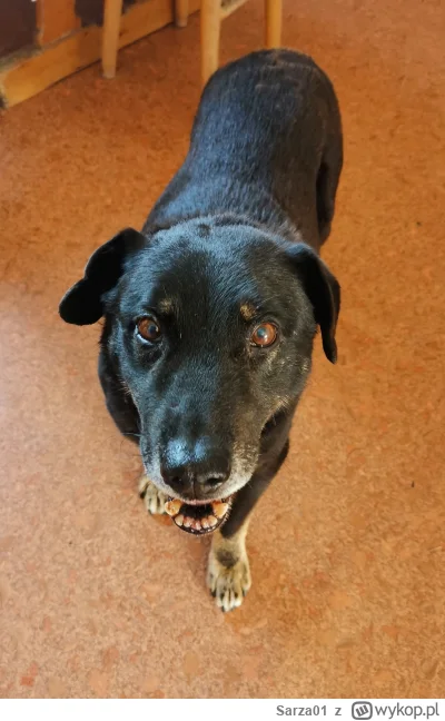 Sarza01 - Żegnaj przyjacielu. Byłeś najlepszy.

SPOILER