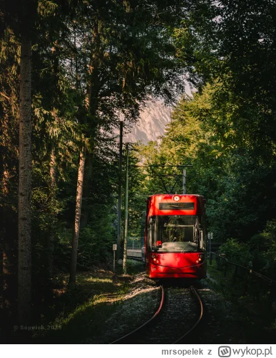 mrsopelek - Szumi las, śpiewają ptaki i nawet tramwaj nie jest za głośny. Przejedzie ...