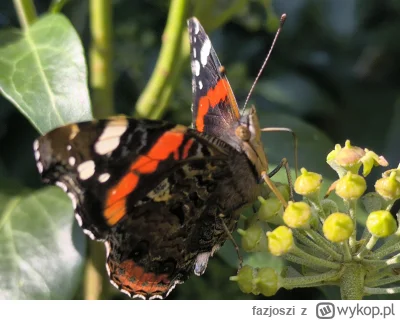 fazjoszi - Dziś zaobserwowałem motyla. Nie sądziłem nigdy, że one mają takie tutki do...